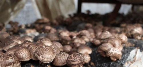 香菇栽培 菌种的退化,提纯与复壮