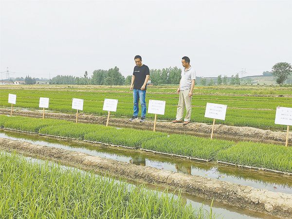 夏耕夏种农事忙--陕西各地开展夏季种植农作物见闻