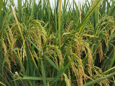 遭遇罕见旱情,水稻扛得住吗?这些“种子选手”表现令人欣慰